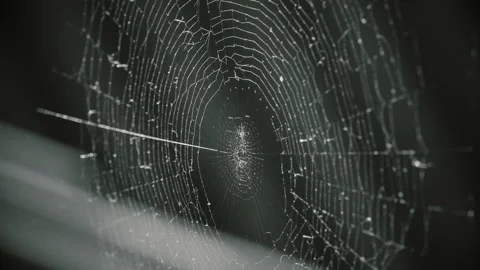 Cobwebs in the setting sun flutter in the wind. The spider guards its prey. Stock Footage 130495210