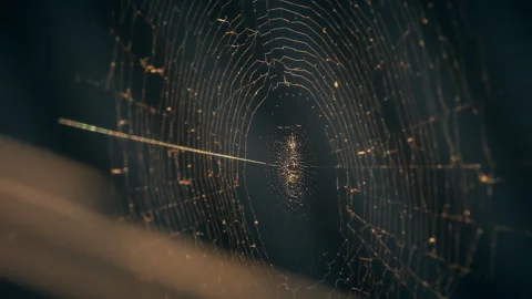Cobwebs in the setting sun flutter in the wind. The spider guards its prey. Stock Footage 130495620