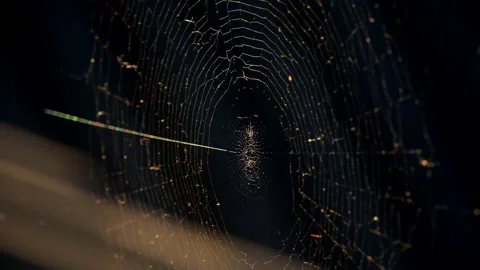Cobwebs in the setting sun flutter in the wind. The spider guards its prey. Stock Footage 130496401