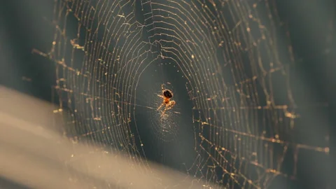 Cobwebs in the setting sun flutter in the wind. The spider guards its prey. Stock Footage 130497512