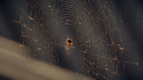 Cobwebs in the setting sun flutter in the wind. The spider guards its prey. Stock Footage 130498694