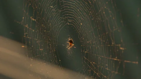 Cobwebs in the setting sun flutter in the wind. The spider guards its prey. Stock Footage 130500020