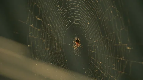 Cobwebs in the setting sun flutter in the wind. The spider guards its prey. Stock Footage 130501353