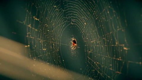 Cobwebs in the setting sun flutter in the wind. The spider guards its prey. Stock Footage 130506201