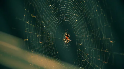 Cobwebs in the setting sun flutter in the wind. The spider guards its prey. Stock Footage 130507542