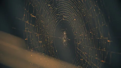 Cobwebs in the setting sun flutter in the wind. The spider guards its prey. Stock Footage 130510479