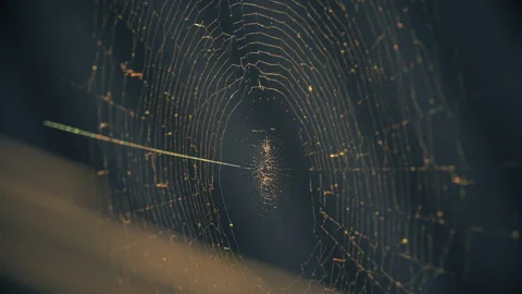 Cobwebs in the setting sun flutter in the wind. The spider guards its prey. Stock Footage 130512162