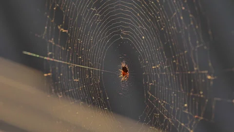 Cobwebs in the setting sun flutter in the wind. The spider guards its prey. Stock Footage 130513557