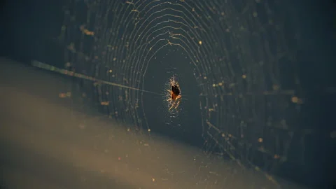 Cobwebs in the setting sun flutter in the wind. The spider guards its prey. Stock Footage 130513996