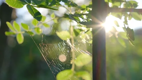 Cobwebs in small drops of rain over sunset in forest. Stock Footage 152647127