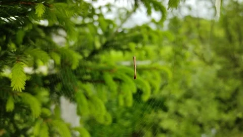 Cobwebs on spruce branches Stock Footage 336216250