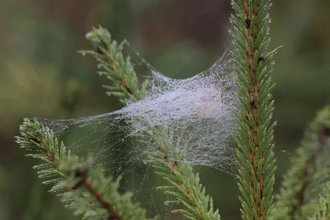 Cobwebs on spruce branches Stock Photos