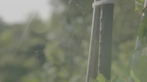 COBWEBS IN SUN Video stock 229663671