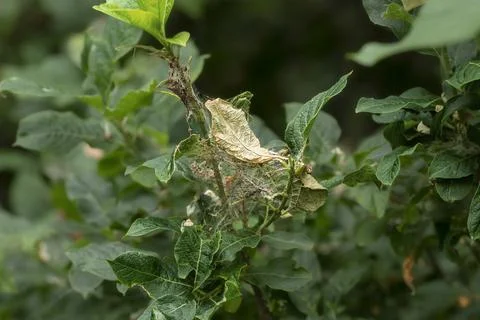 Cobwebs on tree branches.Parasites devour vegetative greenery, foliage. Gar.. Foto stock