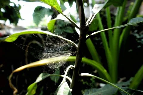 Cobwebs on the tree 스톡 사진