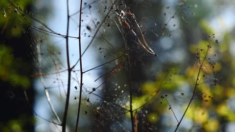 Cobwebs in the wind in the autumn forest Stock Footage 142366534
