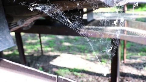 Cobwebs in the wind Stock Footage 89906995