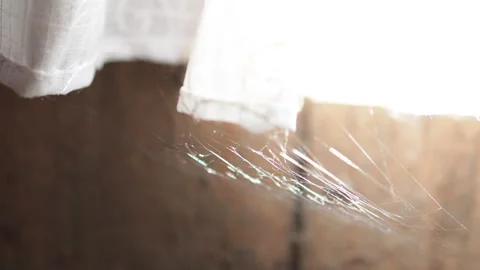 Cobwebs on window curtains bathed in sunlight. Stock Footage 315033578