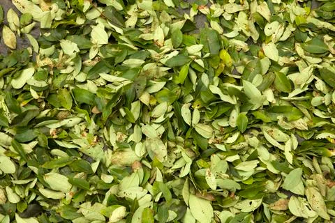 COCA erythroxylum coca Stock Photos