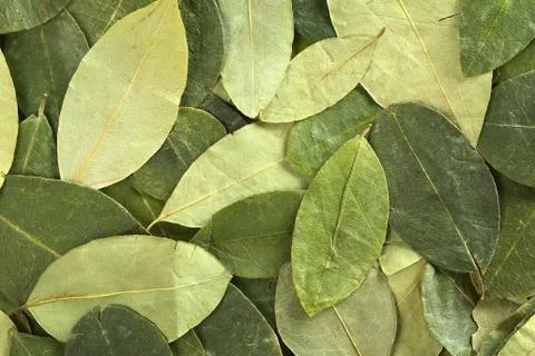 Coca leaf background Stock Photos