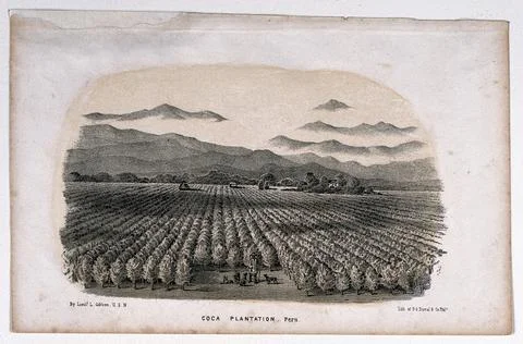 A coca plantation in Peru in which stands an armed man and his dogs. Lithog.. Stock Illustration
