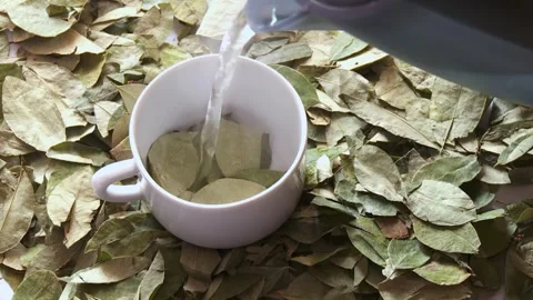 Coca tea with fresh coca leaves and hot water. South America. Video stock 297898607