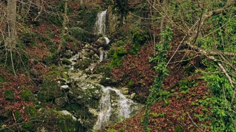 The Coccavone stream flows among the fallen leaves of maple and beech trees. Video stock 145020719