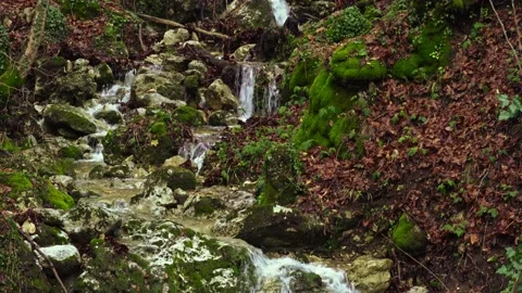 The Coccavone stream flows among the fallen leaves of maple and beech trees. Video stock 145021875