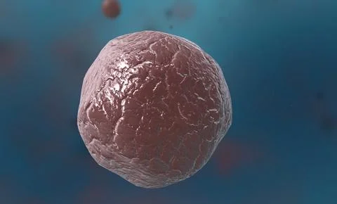 A cocci are any bacteria or archaeon that have a spherical, oval, or genera.. Stock Illustration