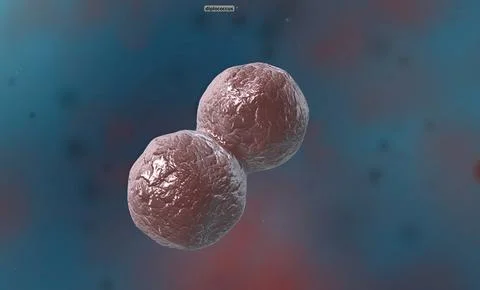 A cocci are any bacteria or archaeon that have a spherical, oval, or genera.. Stockillustratie