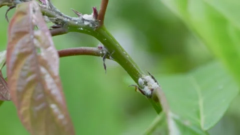Coccids scale insects . Mealybug - dangerous small sap sucking pest that Stock Footage 313526288