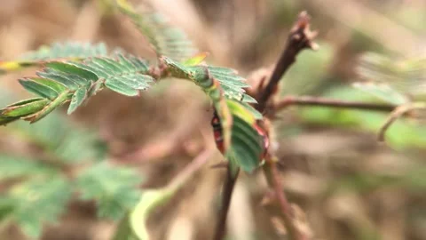 Coccinella transversalis. Stock Footage 250432324