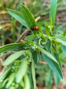 Coccinella transversalis Stock Photos