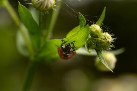 Coccinellidae. Ladybug on chamomile leaf, shallow depth of field, selective f Stock Photos