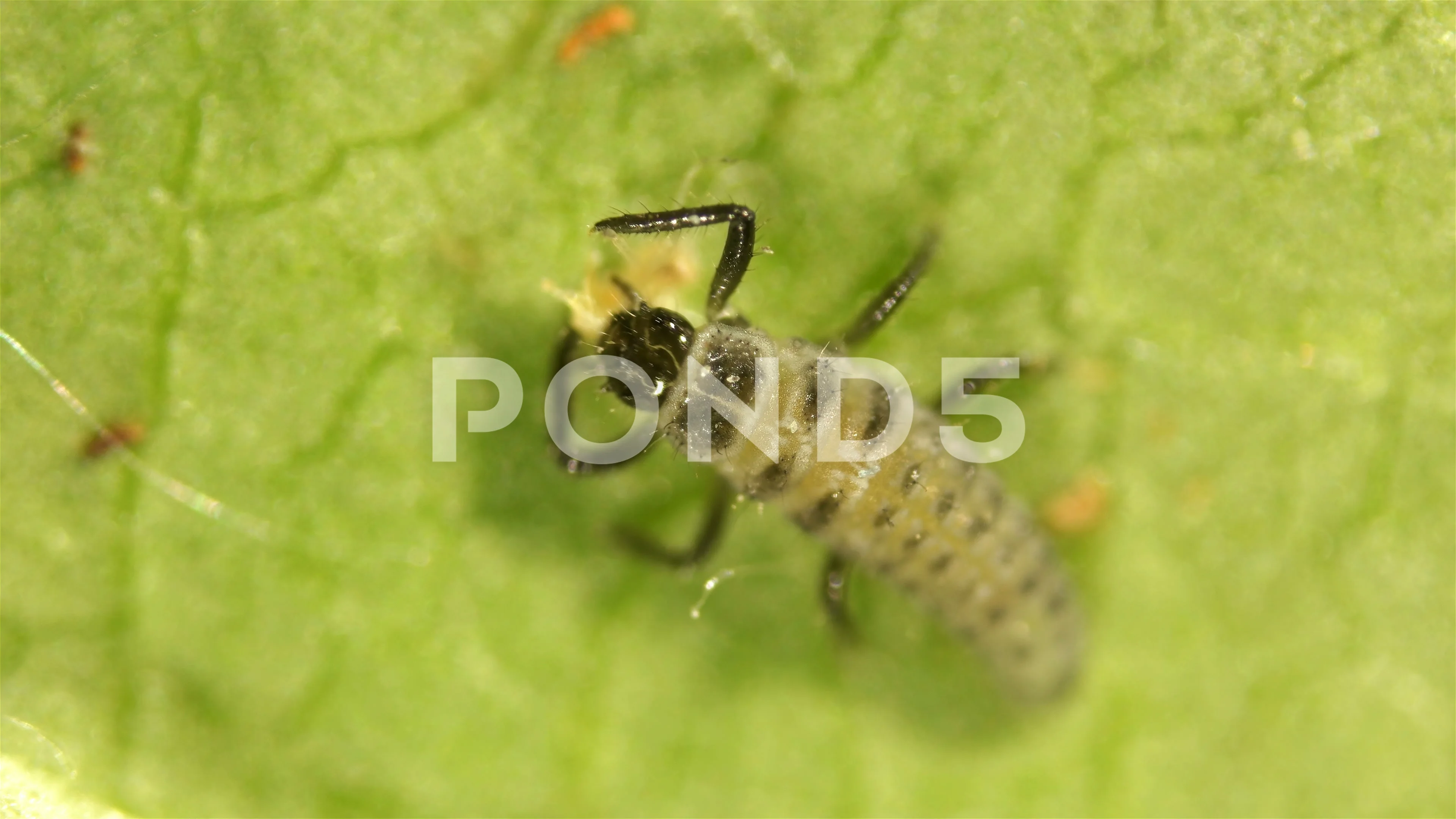 Coccinellidae Stock Video Footage Royalty Free Coccinellidae Videos Pond5