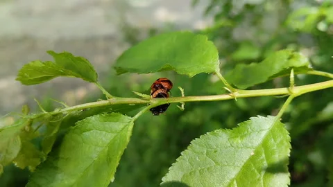 Coccinellidae mating on a tree branch Video stock 312037791