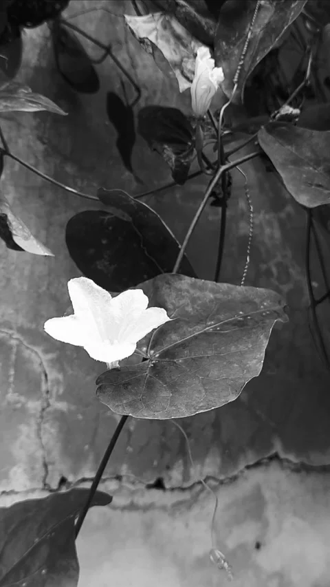 Coccinia Flower, BNW Video stock 301375067