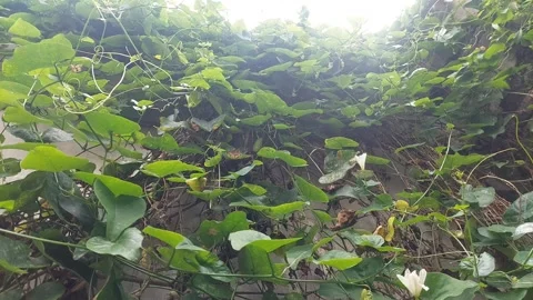 Coccinia Hanging Garden Video stock 301772829