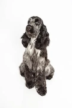 Coccker spaniel puppy Stock-Fotos