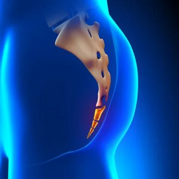 Coccyx Bone Anatomy 스톡 일러스트