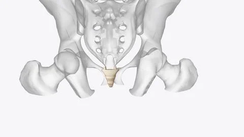 The coccyx is a triangular arrangement of bone that makes up the very botto.. Ilustração Stock