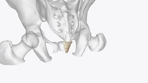 The coccyx is a triangular arrangement of bone that makes up the very botto.. Ilustração Stock