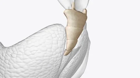 The coccyx is a triangular arrangement of bone that makes up the very botto.. Ilustração Stock