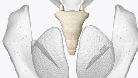 The coccyx is a triangular arrangement of bone that makes up the very botto.. Ilustração Stock