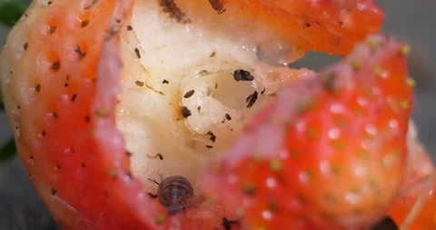 Cochineal Vídeo Stock 153384146