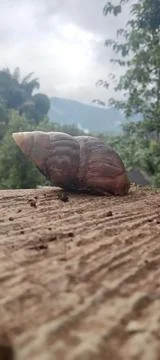 Cochlea Stock Photos