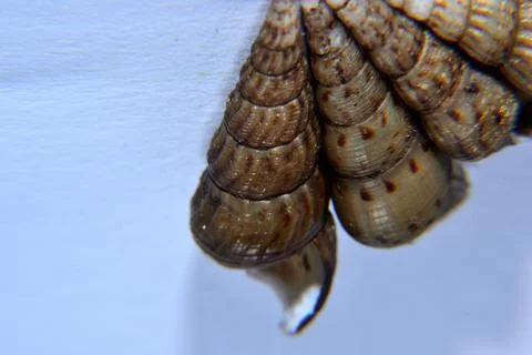 Cochlea snail isolated with with background Stock Photos