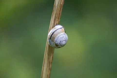 Cochlea on a stick Stock Photos