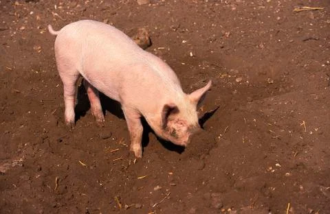 COCHON LARGE WHITE Stock Photos
