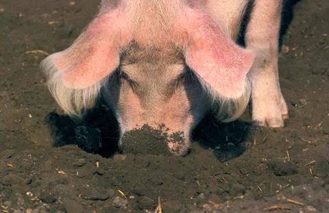 COCHON LARGE WHITE Stock Photos